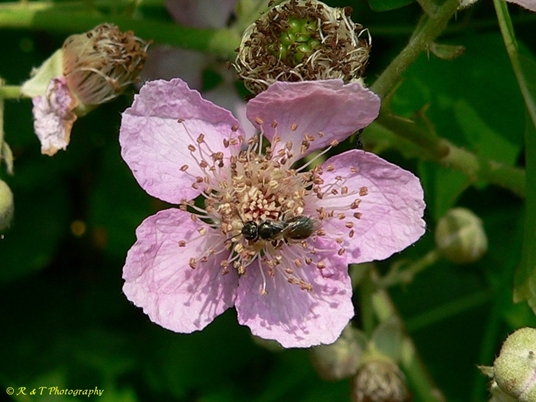 {Rubus bifrons}